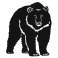 Bear V1
